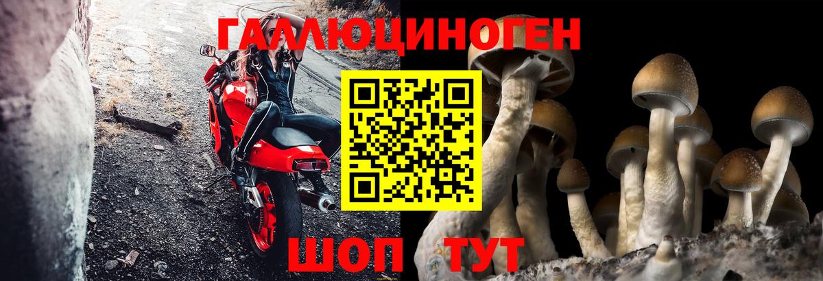 Галлюциногенные грибы Psilocybe Советская Гавань